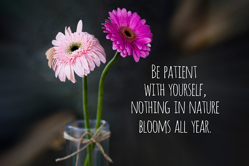 Inspirational quote - Be patient with yourself, nothing in nature blooms all year. With background of two beautiful pink and purple gerbera daisies flower. Life process and positive improvements concept.