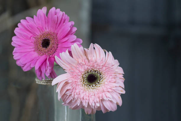 istock Two pink and purple daisy flowers decoration light dark background. 1328493408
