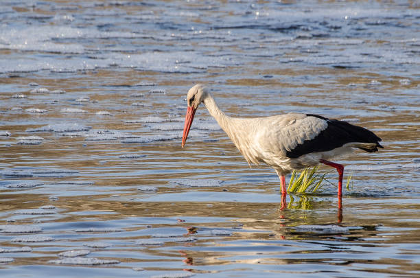 istock The stork in the Venta river searching for fish 1328494284
