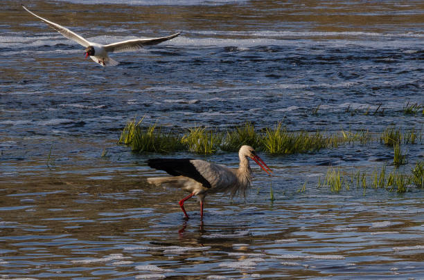 istock The stork and seagull in the Venta river 1328494331