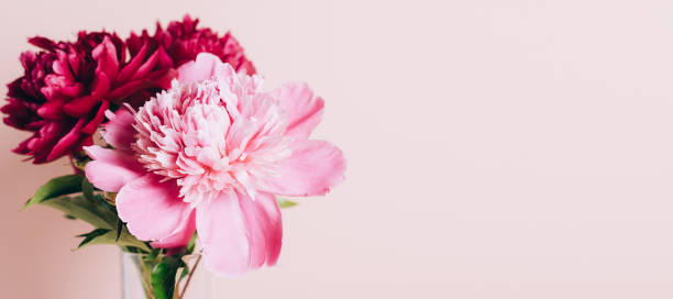 istock Blooming pink peony flowers on a pastel pink background. Copy Space 1328494954