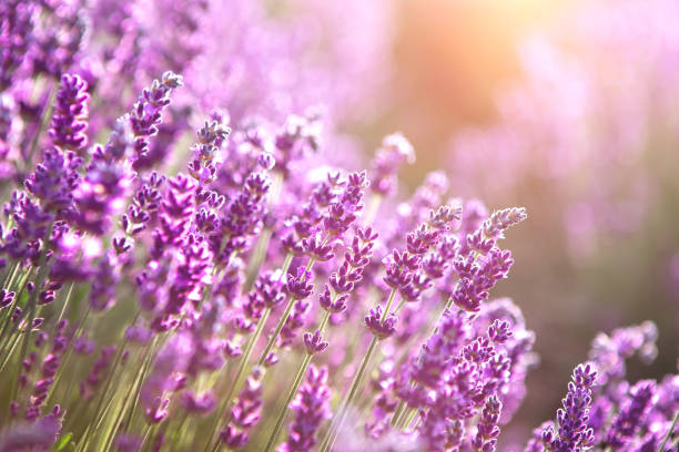 istock Lavender flower field at sunset rays 1328495008