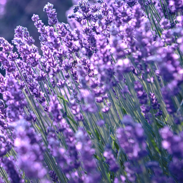 istock Lavender flower field at sunset rays 1328495059