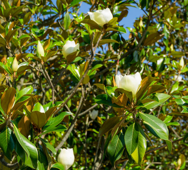 um monte de flores de fragrância branca evergreen southern magnolia (magnolia grandiflora) no parque da cidade krasnodar. magnólia florescendo na paisagem pública 'parque galitsky' para relaxamento e caminhada - evergreen magnolia - fotografias e filmes do acervo