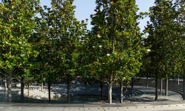 blühende evergreen southern magnolia (magnolia grandiflora) bäume rund um kraterbrunnen im stadtpark krasnodar. blühende magnolien in der öffentlichen landschaft 'galitsky park' im sonnigen juni 2021 - evergreen magnolia stock-fotos und bilder