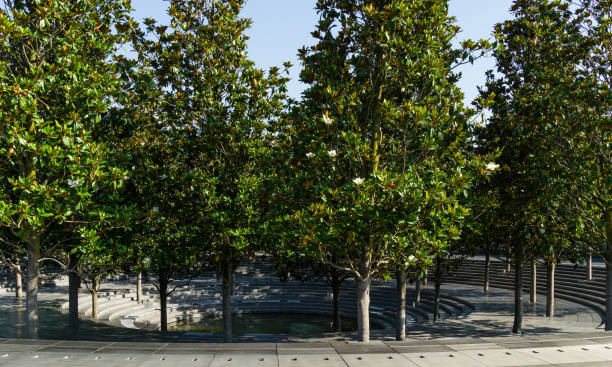 florescendo árvores da magnólia do sul (magnolia grandiflora) ao redor da fonte da cratera no parque da cidade krasnodar. magnólia florescendo na paisagem pública 'parque galitsky' na ensolarada junho de 2021 - evergreen magnolia - fotografias e filmes do acervo