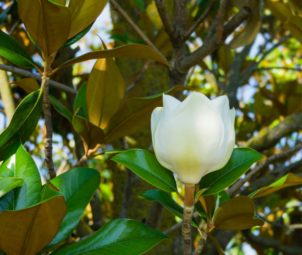 grande flor de fragrância branca evergreen southern magnolia (magnolia grandiflora) no parque da cidade krasnodar. magnólia florescendo na paisagem pública 'parque galitsky' para relaxamento e caminhada na ensolarada junho - evergreen magnolia - fotografias e filmes do acervo