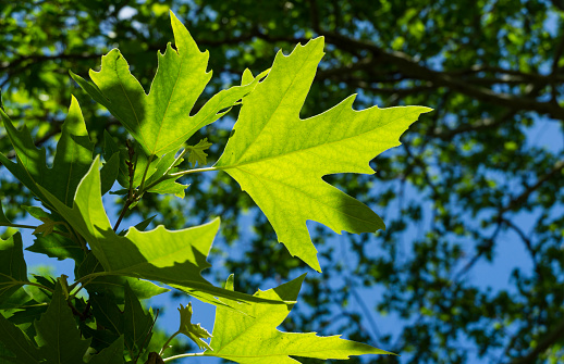 Young fluffy green leaves of Plane-tree American Sycamore Tree (Platanus occidentalis) against the sun in Adler Sochi park. Bright green leaf on a blurred wood background with a blue sky.