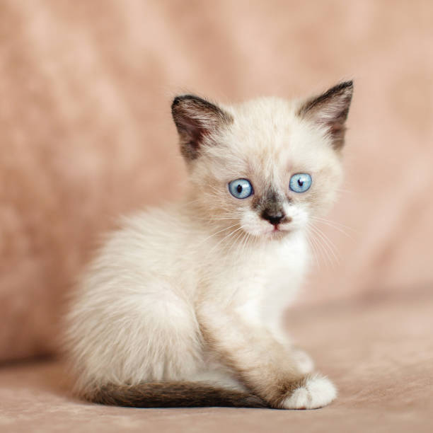 istock Little cut cat at home 1328496340