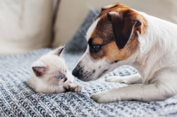 istock Dog and cat together 1328496341