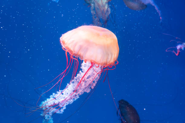istock Jellyfish glowing in the water 1328496561