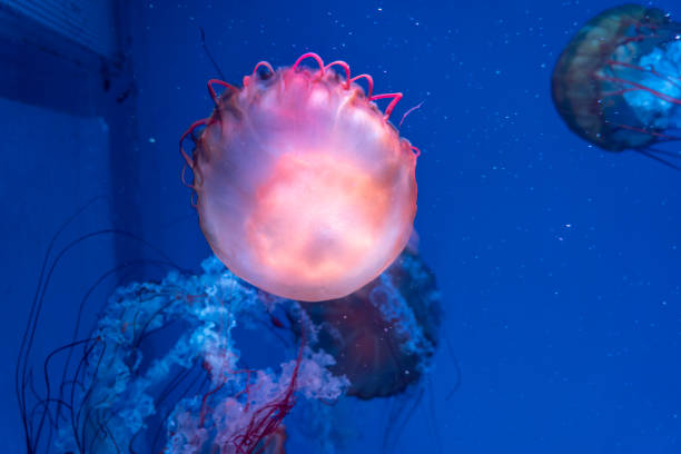 istock Jellyfish glowing in the water 1328496766