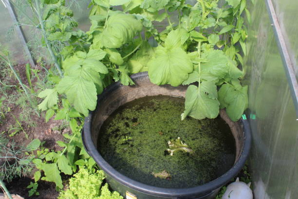 istock overgrown water in the green. ecology. ecosystem. Saving water natural resources 1328498084