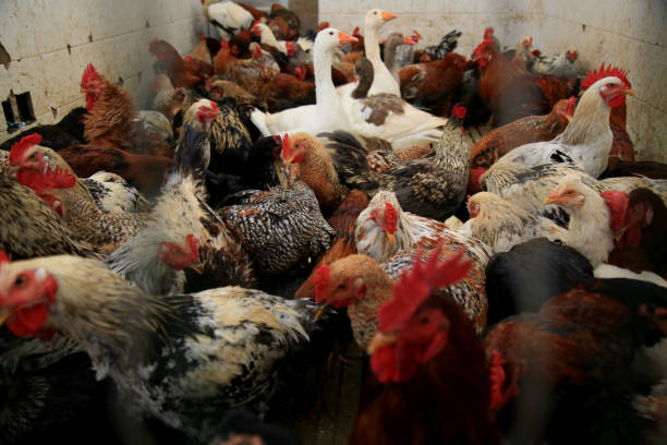 istock free-range chicken for sale at fair 1328500318