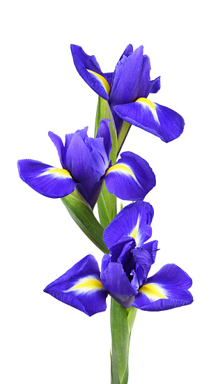 Purple iris flowers in a floral vertical arrangement isolated on white