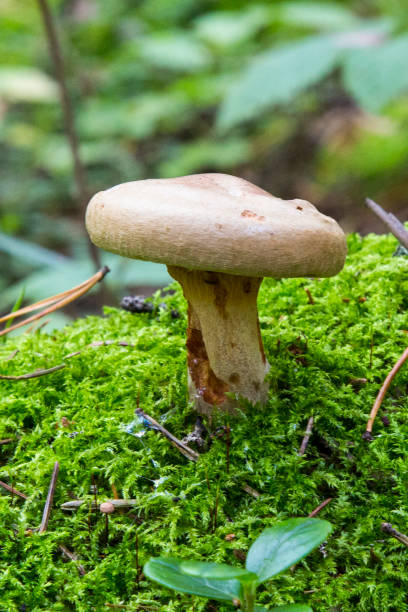 istock Toxic mushroom paxillus involutus in the forest. Toadstools in the woods 1328500567
