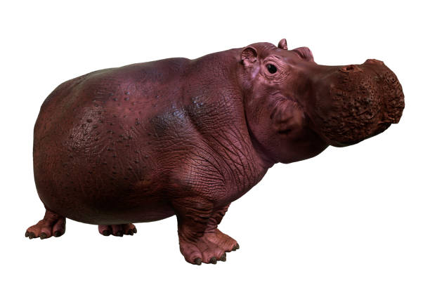 istock 3D illustration hippopotamus on white 1328500747