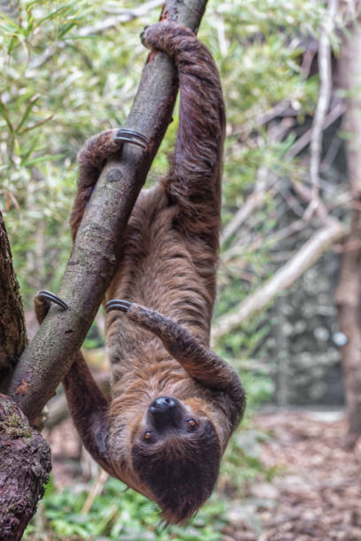istock Sloth is hanging upside down in the tree. Vertical photo 1328502969