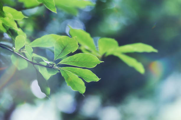 istock Green leaves background. Selective and soft focus. 1328503542