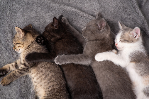 Four small cats laying in funny way, hugging each other and having a rest