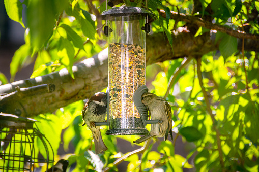 Bird feeder and house sparrows in the shade of cherry tree in late Spring