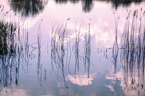 Calming reflection - dry reeds and clouds reflected on lake surface on early morning