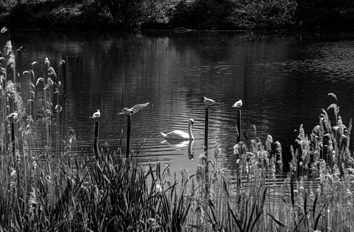 Gulls and swan in lake in nature reserve area - black and white nature background