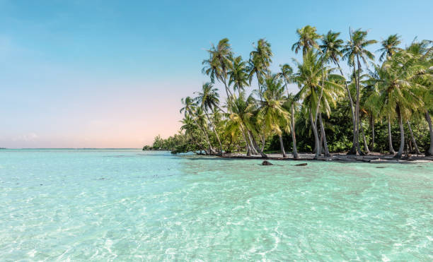 istock Breathtaking and dreamy palm trees beach at sunset. 1328506465