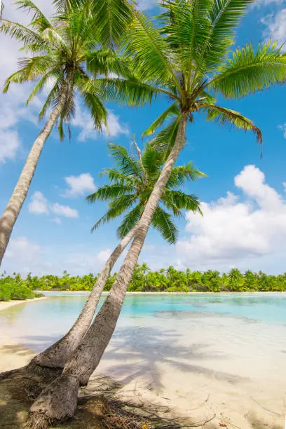 Vertical image of a beautiful tropical summer landscape with palm trees on the beach of an atoll in the South Pacific Ocean. French Polynesia.