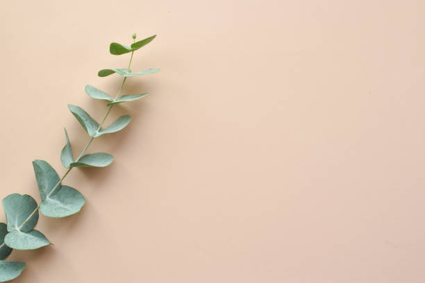 A branch of eucalyptus on a beige background. Minimalism. Eco cosmetics. Flat lay, top view, copy space. A branch of eucalyptus on a beige background. Minimalism. bamboo plant photos stock pictures, royalty-free photos & images