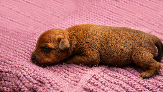 A newborn puppy sleeps on a warm knitted blanket. Caring care for pets. The puppy is warm and cozy.