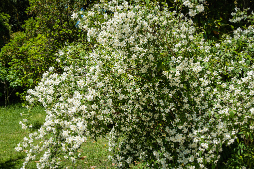 Flowering bushes of jasmine Philadelphus coronarius sweet chubushnik in Adler arboretum \