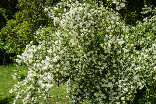 Flowering bushes of jasmine Philadelphus coronarius sweet chubushnik in Adler arboretum "Southern Cultures". White flowers on branches of sweet mock orange on blurred background. Selective focus.