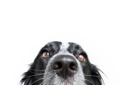 Close-up border collie puppy dog isolated on white background. obedience concept