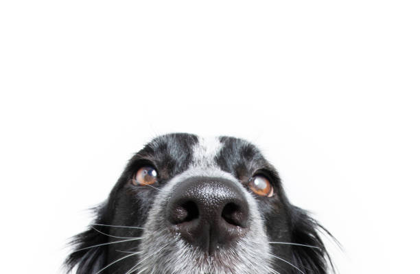 close-up border collie cachorrinho isolado em fundo branco. conceito de obediência - animal nose - fotografias e filmes do acervo