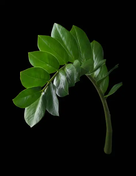 Photo of zanzibar gem plant, tropical ornamental plant foliage isolated on black
