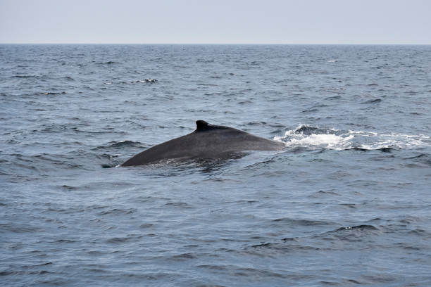 istock Humpback Whale Diving - Dorsal Fin 1328511418