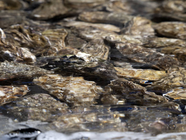 istock oyster tank in a fish restaurant by the sea 1328511532
