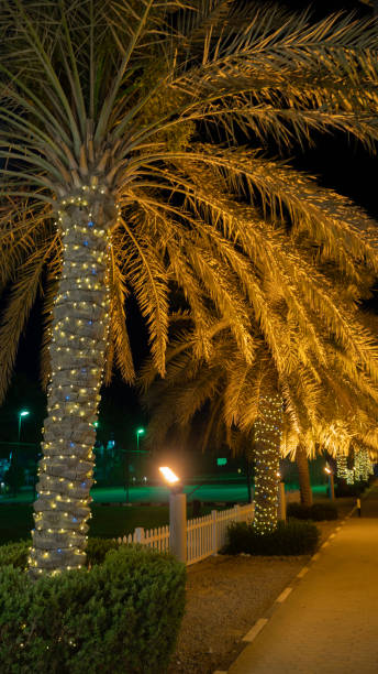 istock A Palm tree beautiful lit-up in a festive manner 1328511806