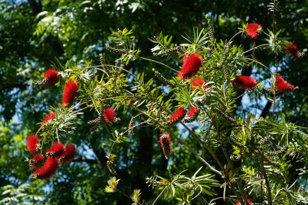 Flowering bushes of Callistemon strictus on blurred green background. Selected focus. Close-up. Red flowers in form of bottle brush on branch of callistemon bush on embankment of city. Adler, Sochi.