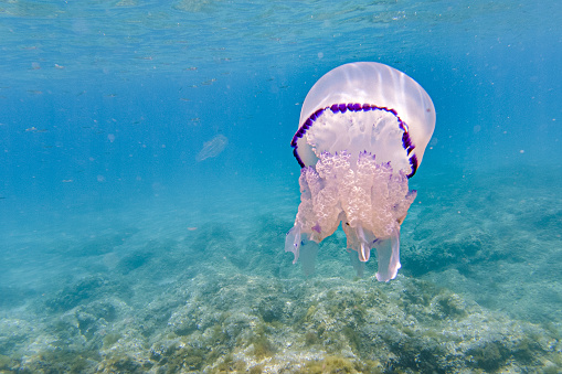 Jellyfish swimming marine animals with umbrella-shaped bells and trailing tentacles in shallow ocean water near the rocky coast.
