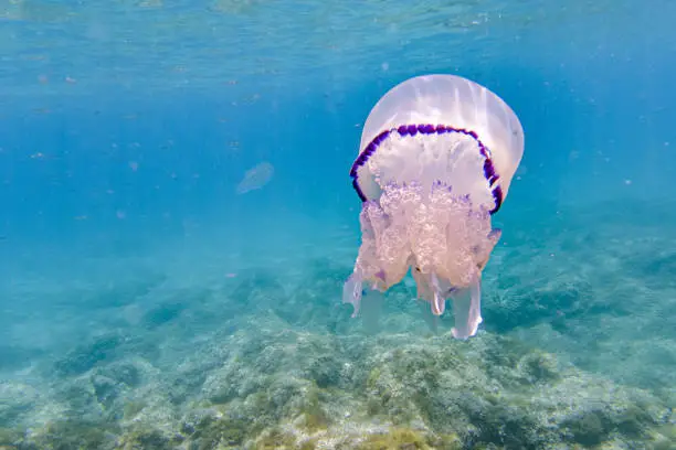 Photo of Barrel Jellyfish underwater Rhizostoma pulmo in turquoise sea