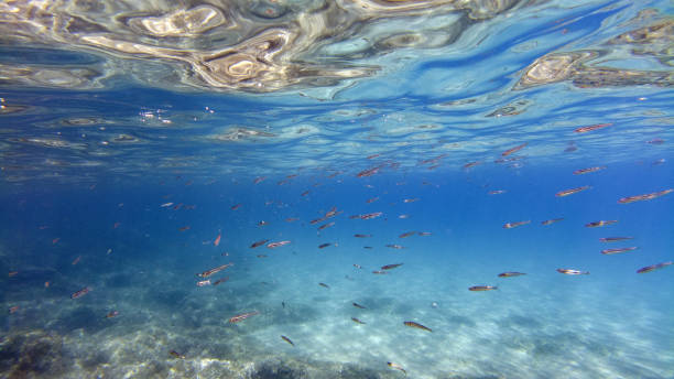 istock fishes while snorkeling in sicily mediterranean sea 1328512819