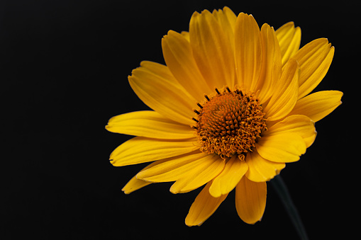 Yellow daisy gerbera or rudbeckia flower on a black background