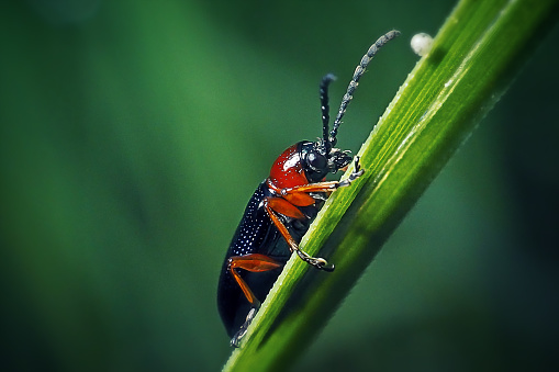 Oulema melanopus Cereal Leaf Beetle Insect. Digitally Enhanced Photograph.