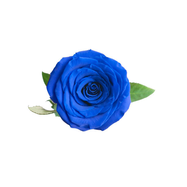 istock One blue rose on a white isolated background 1328513053