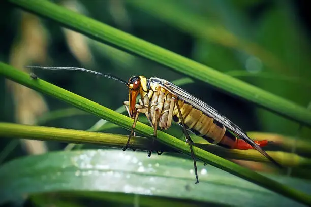 Panorpa communis Common Scorpionfly Insect. Digitally Enhanced Photograph.