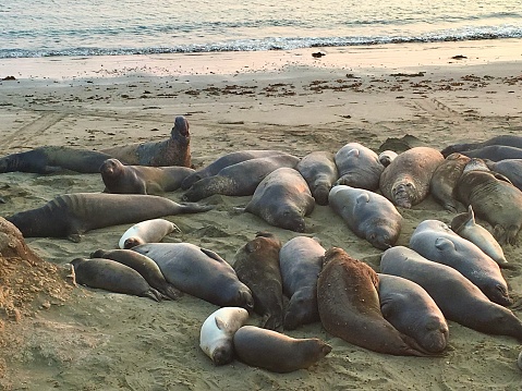 Californian Sea lions and Elephant Seals enjoying a rest on the beach.