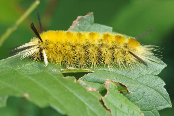 tussock moth caterpillar - rups van de meriansborstel stockfoto's en -beelden