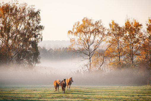 Two brown horses on pasture in morning sunlight and fog in autumn